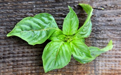 green basil
