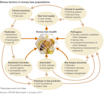 bee health