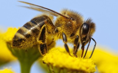 bee and yellow flower