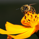 Blamed for Bee Collapse, Monsanto Buys Leading Bee Research Firm Blamed for Bee Collapse, Monsanto Buys Leading Bee Research Firm