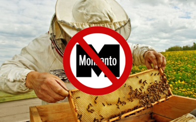 bees monsanto