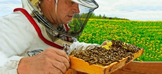 Bees Get Hooked on Pesticides Like People Get Hooked on Cigarettes