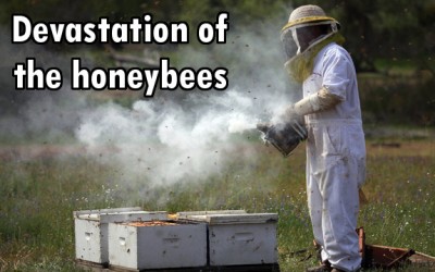 bee deaths