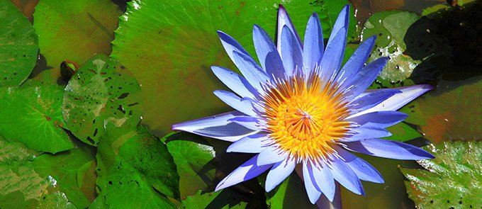 blue-lotus-flower-680