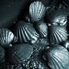 EPA Grossly Misrepresents The Toxicity Of Corexit Used In Gulf Of Mexico EPA Grossly Misrepresents The Toxicity Of Corexit Used In Gulf Of Mexico