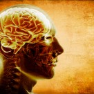 Common Vitamin Deficiency Linked to Brain Shrinkage Common Vitamin Deficiency Linked to Brain Shrinkage