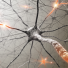 B Vitamins Shown to Boost Both Short Term and Long Term Memory Function B Vitamins Shown to Boost Both Short Term and Long Term Memory Function