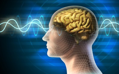 brain image