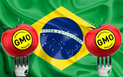 brazil gmo