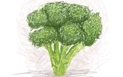 broccoli drawing