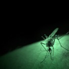 Bill Gates’ Foundation Funded Approval of Genetically Modified Mosquitoes Bill Gates’ Foundation Funded Approval of Genetically Modified Mosquitoes