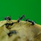 Researchers Propose Replacing Animal Meats with Bugs as Dietary Staple Researchers Propose Replacing Animal Meats with Bugs as Dietary Staple