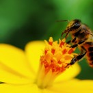 Amazing Bee Products that Cure and Protect Amazing Bee Products that Cure and Protect