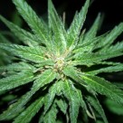 Cannabis Legalization – Government Funded Research Halts the War on Cannabis Cannabis Legalization – Government Funded Research Halts the War on Cannabis