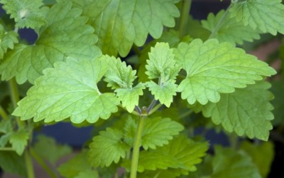 catnip plant (nepeta cataria)