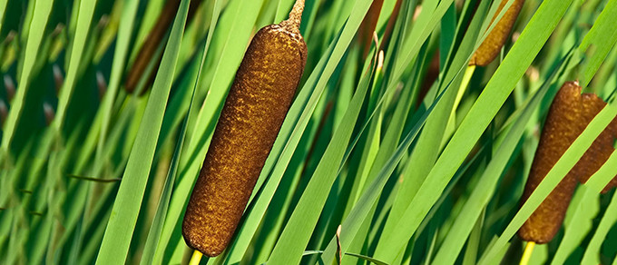cattail-plant-2-680