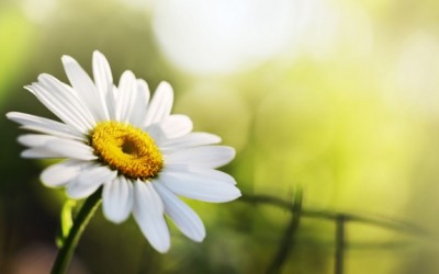 chamomile