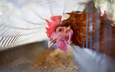 chicken