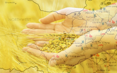 china-destroys-gmos