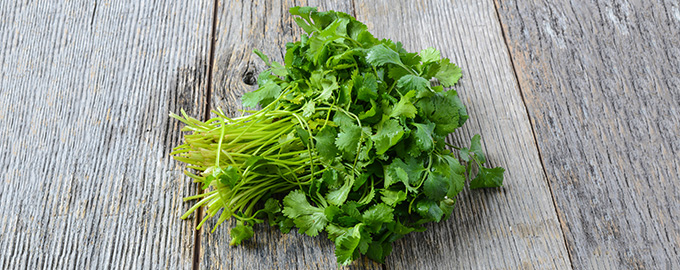 cilantro-herb-table-680