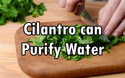 cilantro