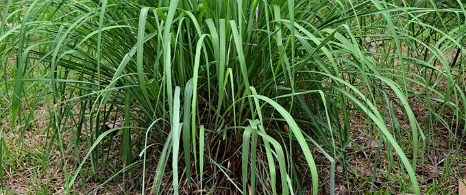 Citronella