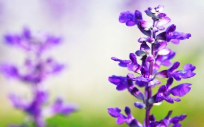 clary sage