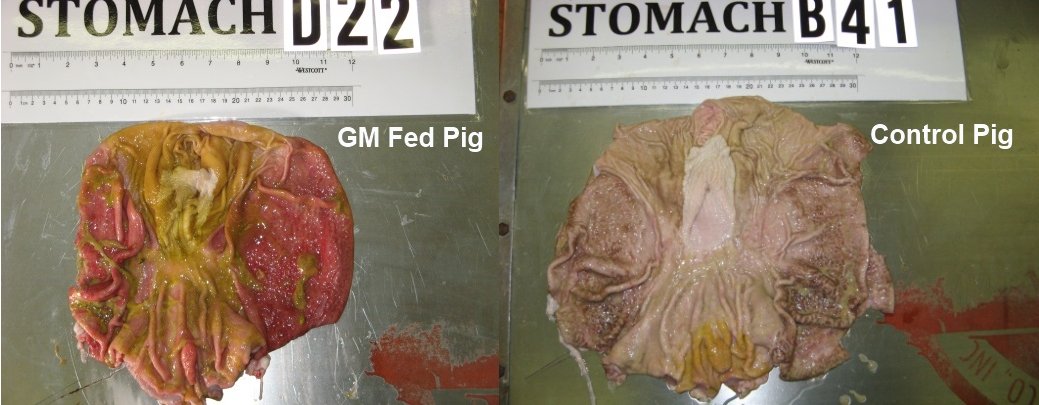 controlled pig stomach final 2 Hard Hitting Report: Pigs Fed GM Diet Experience Significant Health Problems (Photos)