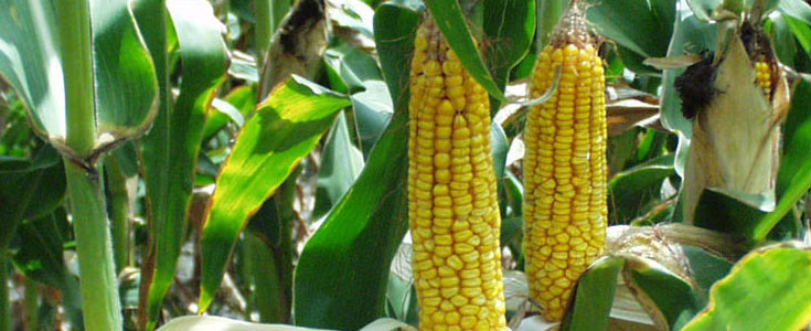 corn-gmo-yield