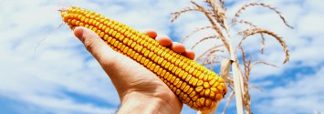 VIDEO: HBO Series Highlights Problems with Genetically Modified Crops