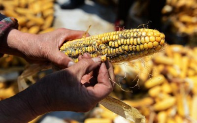 corn