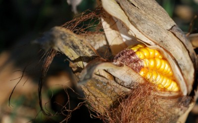corn