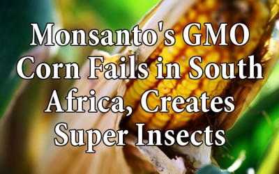 Monsanto's corn