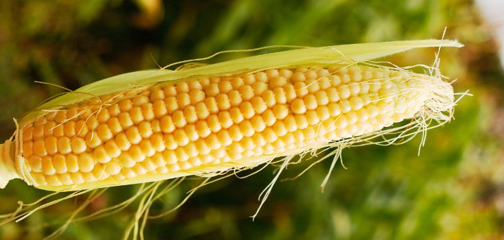 corn_stalk_crop_735_350