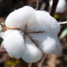Sorry Monsanto: Govt Admits GM Bt Cotton Crops Fail 40% Sorry Monsanto: Govt Admits GM Bt Cotton Crops Fail 40%