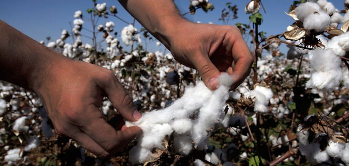 cotton crop