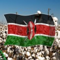 Kenya cotton crop