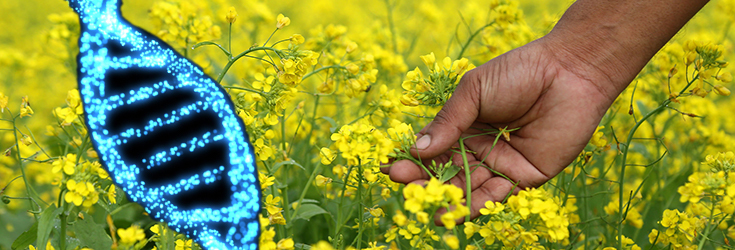 genetically modified mustard