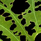 Report: Nature May Soon Overcome Monsanto as ‘Super Rootworms’ Destroy Crops Report: Nature May Soon Overcome Monsanto as ‘Super Rootworms’ Destroy Crops