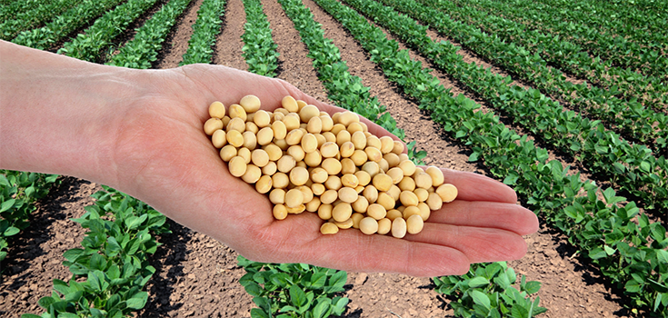 crops-soybeans-food-735-350