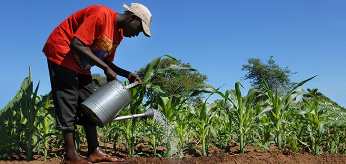 sugarcane in Africa