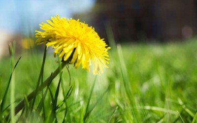 dandelion