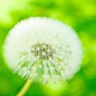 Compiled Proof that Natural Healing is Embedded in Nature, Natural Foods Compiled Proof that Natural Healing is Embedded in Nature, Natural Foods