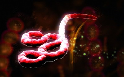 ebola virus