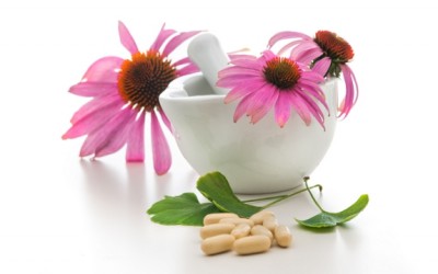 echinacea
