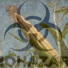 Is The End of Monsanto Near? Prop 37 Succeeding as Nations Ban GMO Crops Is The End of Monsanto Near? Prop 37 Succeeding as Nations Ban GMO Crops