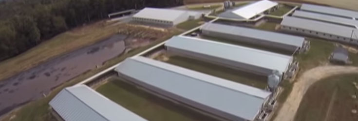 factory farm pig feces drone Drone Video Exposes Feces Lake Inside Mega US Factory Farm