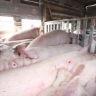 Scientific Paper Argues Against Factory Farms “Feeding the World” Scientific Paper Argues Against Factory Farms “Feeding the World”