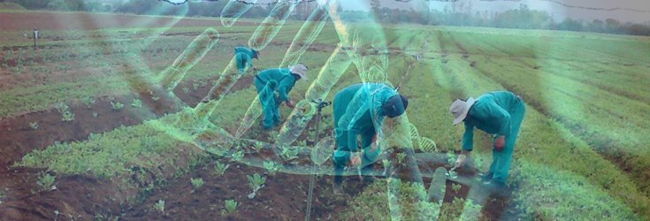 farming-money-gmo-contamination