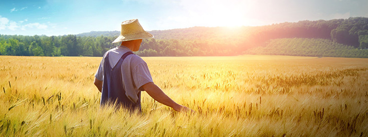 field-wheat-crops-735-275